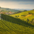 Italian wineyards