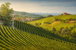 Italian wineyards