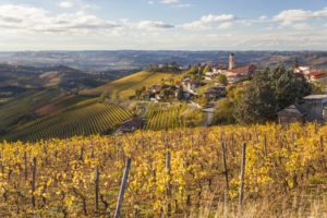 Autumn vineyards in Italy