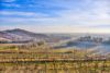 Friuli vineyards